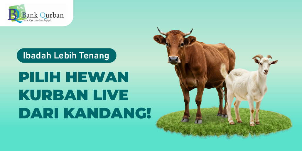 Pilih Hewan Kurban Lebih Tenang, Langsung LIVE dari Kandang!