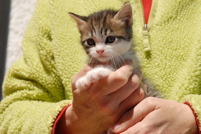 Kedatangan Anak Kucing? Jangan Khawatir, Ini Cara Merawat Anak Kucing Yang Baik 